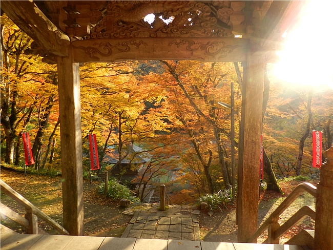 金剛院の三重塔の紅葉景色