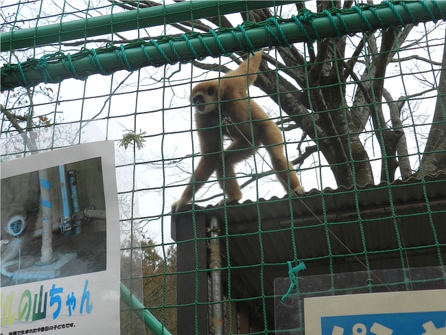 福知山動物園のサル