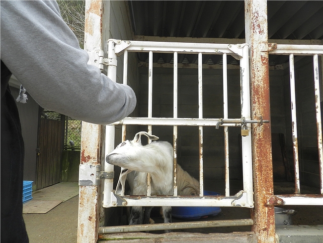 グレイブ・テイカーのデニムジャケット右袖写真